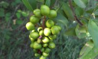 bagas verdes, alfeneiro, alfenheiro, ligustro - Ligustrum vulgare bagas verdes, alfeneiro, alfenheiro, alfena, ligustro - Ligustrum vulgare