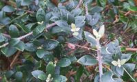 folhas e pecíolos pequenos, limbos ovados e obtusos de zambujeiro - Olea europaea. subsp. oleaster var. silvestris folhas e pecíolos pequenos, limbos ovados e obtusos de zambujeiro - Olea europaea. subsp. oleaster var. silvestris