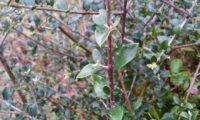 folhas pequenas e mucronadas de zambujeiro - Olea europaea subsp. oleaster var. silvestris folhas pequenas e mucronadas de zambujeiro - Olea europaea subsp. oleaster var. silvestris