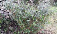 hábito de zambujeiro, depois do fogo e das dentadas do gado em 2013 - Olea europaea subsp. oleaster var. silvestris hábito de zambujeiro, depois do fogo e das dentadas do gado - Olea europaea subsp. oleaster var. silvestris