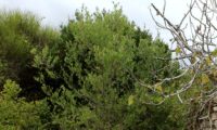 hábito do mesmo zambujeiro em 2016, depois de ter sido protegido do gado - Olea europaea subsp. oleaster var. silvestris hábito de zambujeiro em 2016, depois de ser protegido do gado - Olea europaea subsp. oleaster var. silvestris