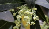 flores de zambujeiro - Olea europaea subsp. oleaster var flores de zambujeiro - Olea europaea subsp. oleaster var