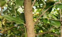 ritidoma finamente fissurado de alfeneiro, alfenheiro, ligustro - Ligustrum vulgare ritidoma finamente fissurado de alfeneiro, alfenheiro, ligustro, santoninhas - Ligustrum vulgare
