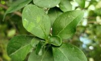 páginas superiores de alfeneiro, alfenheiro, ligustro - Ligustrum vulgare ramalhete de páginas superiores de alfeneiro, alfenheiro, ligustro - Ligustrum vulgare