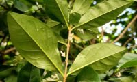 páginas inferiores de alfeneiro, alfenheiro, ligustro, cujas nervuras principais sobressaem - Ligustrum vulgare páginas inferiores de alfeneiro, alfenheiro, ligustro, cujas nervuras principais sobressaem - Ligustrum vulgare