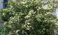alfeneiro, alfenheiro, ligustro de porte arbóreo em flor - Ligustrum vulgare porte arbóreo de alfeneiro, alfenheiro, ligustro em flor - Ligustrum vulgare