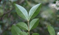 páginas inferiores opostas de alfeneiro, alfenheiro, ligustro - Ligustrum vulgare páginas inferiores opostas de alfeneiro, alfenheiro, ligustro - Ligustrum vulgare
