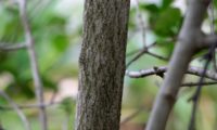 ritidoma de alfeneiro, alfenheiro, ligustro - Ligustrum vulgare ritidoma de alfeneiro, alfenheiro, ligustro - Ligustrum vulgare