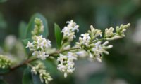 inflorescência de alfeneiro, alfenheiro, ligustro - Ligustrum vulgare inflorescência de alfeneiro, alfenheiro, ligustro - Ligustrum vulgare