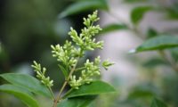 panícula de botões de alfeneiro, alfenheiro, ligustro - Ligustrum vulgare panícula de botões de alfeneiro, alfenheiro, ligustro - Ligustrum vulgare
