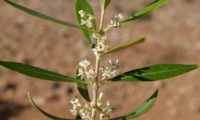 inflorescências de zambujeiro - Olea europaea subsp. oleaster var inflorescências de zambujeiro - Olea europaea subsp. oleaster var