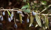 zambujinhos - Olea europaea subsp. oleaster var zambujinhos - Olea europaea subsp. oleaster var