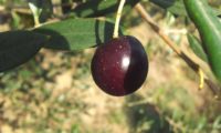 azeitona ebúrnea - Olea europaea subsp. europaea var. europaea