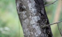 ritidoma de oliveira, cinzento com principio de rugosidade - Olea europaea subsp. europaea var. europaea