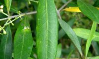 páginas superiores de oliveira-brava - Olea maderensis aspecto de páginas superiores de oliveira-brava - Olea maderensis