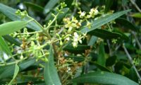 flores de oliveira-brava, oliveira‑da‑rocha, zambujeiro, zambuzeiro - Olea maderensis flores de oliveira-brava - Olea maderensis