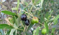 frutos de oliveira-brava, oliveira‑da‑rocha, zambujeiro, zambuzeiro - Olea maderensis frutos de oliveira-brava - Olea maderensis
