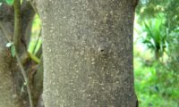 ritidoma liso e cinzento de oliveira-brava, oliveira‑da‑rocha, zambujeiro - Olea maderensis ritidoma liso e cinzento de oliveira-brava - Olea maderensis