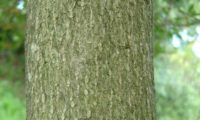 oliveira-brava, oliveira‑da‑rocha, ritidoma cinzento com rugosidade - Olea maderensis ritidoma cinzento com rugosidadede, oliveira-brava - Olea maderensis