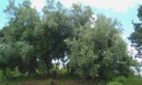 hábito de oliveira-brava, oliveira-da-rocha, zambuzeiro, zambujeiro, oliveira-da-madeira - Olea maderensis hábito de varios pés de oliveira-brava, oliveira-da-rocha, zambuzeiro, zambujeiro, oliveira-da-madeira - Olea maderensis