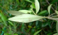 páginas inferiores de oliveira-brava - Olea maderensis aspecto de páginas inferiores de oliveira-brava - Olea maderensis