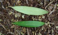 página superior e inferior de oliveira-brava - Olea maderensis página superior e inferior de oliveira-brava - Olea maderensis