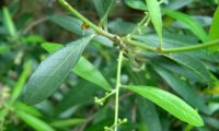 panícula em botão de oliveira-brava, oliveira‑da‑rocha, zambuzeiro, oliveira-da-madeira - Olea maderensis panícula em botão de oliveira-brava, oliveira‑da‑rocha, zambujeiro, zambuzeiro, oliveira-da-madeira - Olea maderensis
