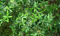 aspecto parcial de uma oliveira-brava com panículas em botão - Olea maderensis oliveira‑da‑rocha, zambujeiro, zambuzeiro, aspecto parcial com panículas em botão - Olea maderensis
