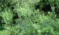 aspecto parcial da folhagem de oliveira-brava - Olea maderensis aspecto parcial da folhagem da oliveira-brava, oliveira‑da‑rocha, zambujeiro, zambuzeiro - Olea maderensis