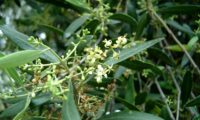 inflorescências de oliveira-brava, oliveira‑da‑rocha, zambujeiro, zambuzeiro - Olea maderensis inflorescências de oliveira-brava - Olea maderensis