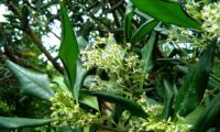 cachos de flores e de folhas com as margens revolutas de pau‑branco, branqueiro - Picconia excelsa cachos de flores e de folhas com as margens revolutas de pau‑branco, branqueiro - Picconia excelsa