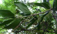 flores e folhas com as margens revolutas de pau‑branco, branqueiro - Picconia excelsa flores e folhas de margens revolutas de pau‑branco, branqueiro - Picconia excelsa