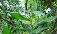 flores e folhas com as margens revolutas de pau‑branco, branqueiro - Picconia excelsa ramahete de flores e de folhas com as margens revolutas de pau‑branco, branqueiro - Picconia excelsa