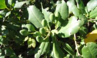 frutos imaturos de pau‑branco, branqueiro - Picconia excelsa bagas imaturas de pau‑branco, branqueiro - Picconia excelsa