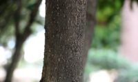 ritidoma jovem, mas já verrugoso de pau‑branco, branqueiro - Picconia excelsa aspecto do ritidoma jovem, pouco glabro, verrugoso, pontilhado por lenticelas bilobadasde pau‑branco, branqueiro - Picconia excelsa