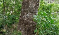 ritidoma fendilhado com sulcos de pau‑branco, branqueiro adulto- Picconia excelsa aspecto da casca fendilhada com sulcos de pau‑branco, branqueiro adulto- Picconia excelsa