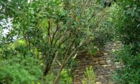 hábito de jovem pau‑branco, branqueiro no Jardim botânico do Funchal- Picconia excelsa hábito de jovem pau‑branco ou branqueiro no Jardim botânico do Funchal - Picconia excelsa