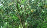 hábito de jovem pau‑branco, branqueiro - Picconia excelsa hábito de jovem pau‑branco ou branqueiro - Picconia excelsa