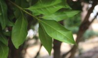 páginas inferiores de pau‑branco, branqueiro - Picconia excelsa pau‑branco, branqueiro, páginas inferiores - Picconia excelsa