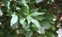 ramalhete de páginas descussadas de pau‑branco, branqueiro - Picconia excelsa pau‑branco, branqueiro, páginas - Picconia excelsa