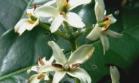 pormenor das flores de pau‑branco, branqueiro - Picconia excelsa pormenor dos órgãos reprodutivos das flores de pau‑branco - Picconia excelsa