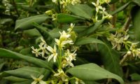 ramalhetes de flores e de botões de pau‑branco, branqueiro - Picconia excelsa ramalhetes de flores de pau‑branco, branqueiro - Picconia excelsa