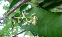 ramalhete de flores e de botões de pau‑branco, branqueiro - Picconia excelsa ramalhete de flores de pau‑branco, branqueiro - Picconia excelsa