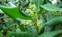 ramalhete de flores e de folhas com as margens revolutas de pau‑branco, branqueiro - Picconia excelsa flores e folhas com as margens revolutas de pau‑branco, branqueiro - Picconia excelsa