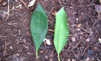 página inferior e superior de pau‑branco, branqueiro - Picconia excelsa pau‑branco, branqueiro, página superior e inferior - Picconia excelsa