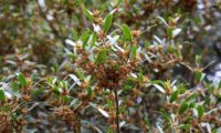 lentisco, aderno-de-folhas-estreitas - Phillyrea angustifolia (10) lentisco, aderno-de-folhas-estreitas - Phillyrea angustifolia (10)