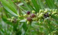lentisco, aderno-de-folhas-estreitas - Phillyrea angustifolia (11) lentisco, aderno-de-folhas-estreitas - Phillyrea angustifolia (11)