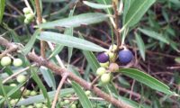 lentisco, aderno-de-folhas-estreitas - Phillyrea angustifolia (12) lentisco, aderno-de-folhas-estreitas - Phillyrea angustifolia (12)