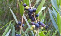 lentisco, aderno-de-folhas-estreitas - Phillyrea angustifolia (13) lentisco, aderno-de-folhas-estreitas - Phillyrea angustifolia (13)