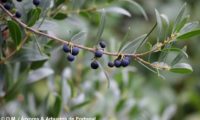 lentisco, aderno-de-folhas-estreitas - Phillyrea angustifolia (16) lentisco, aderno-de-folhas-estreitas - Phillyrea angustifolia (16)